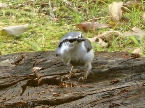 休暇村 支笏湖 クーポン