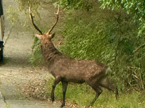 Rakuten STAY VILLA 箱根仙石原 クーポン