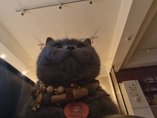 成都茉莉國際青年旅舍（春熙路太古裡店）優惠