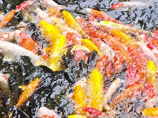 廣州番禺賓館優惠