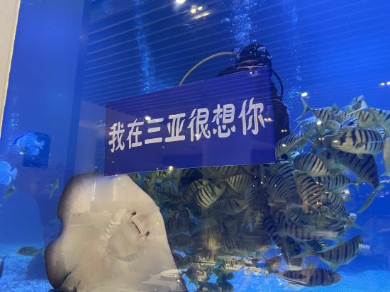 三亞海棠灣民生威斯汀度假飯店優惠