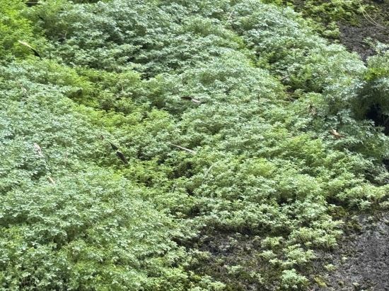 新興翔順龍山酒店優惠