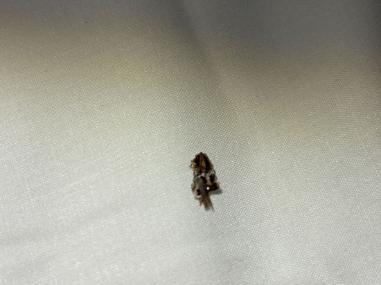 獨立普林西比真實青年旅館優惠