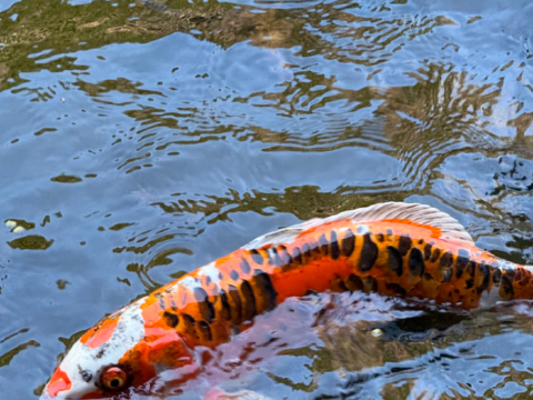 海石榴 (つばき) クーポン