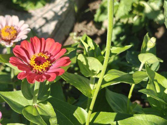 多倫吉嘉賓館優惠