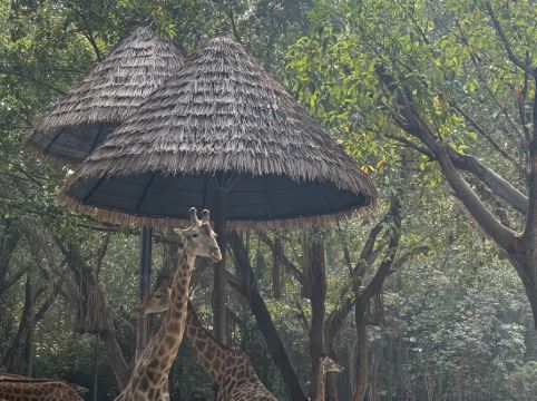 長隆酒店（廣州長隆野生動物世界店）優惠