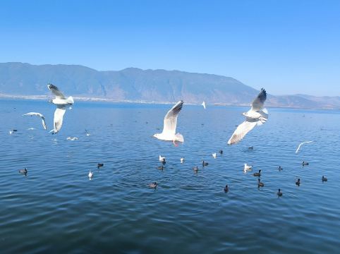 大理聽花島海景花園美宿優惠