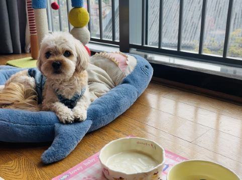 藍汐假日酒店（佛山華僑城歡樂海岸PLUS店）優惠