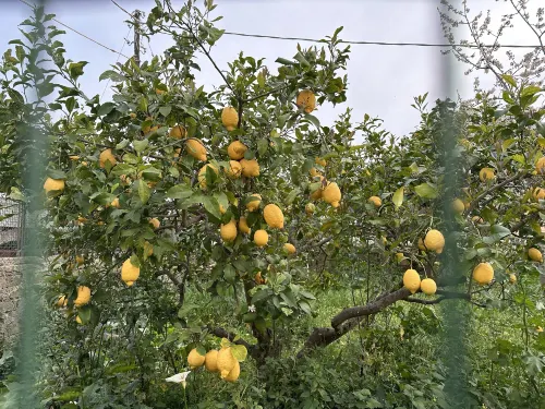 Hotel Villa Ceselle Dekat Hotel Photos