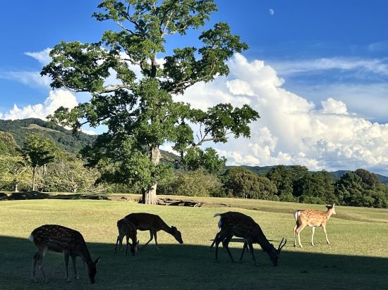奈良AB酒店優惠