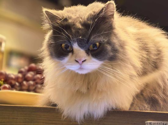 稻香國際青年旅舍（哈爾濱中央大街店）優惠