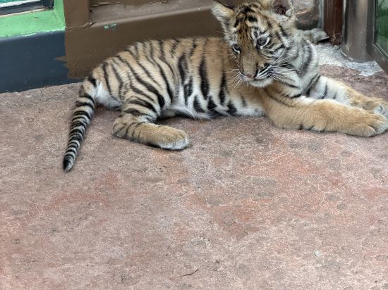 長隆香江酒店（廣州長隆野生動物世界店）優惠