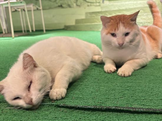 山水妍溫泉會館台東館優惠