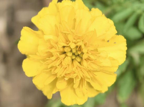 維也納智好酒店（橫店影視城夢幻谷店）優惠