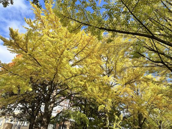 東急STAY札幌大通優惠