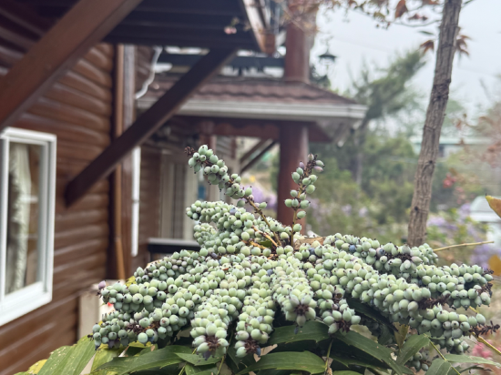 南投清境雲海景觀渡假山莊優惠