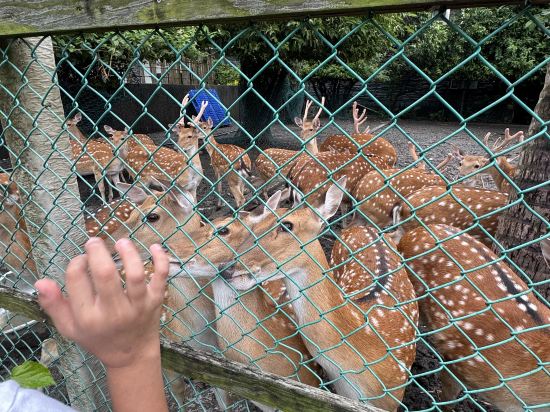 台東鹿野鹿鳴温泉酒店優惠