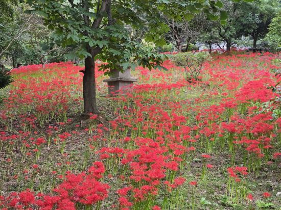 소노벨 변산(구 대명리조트 변산) 쿠폰