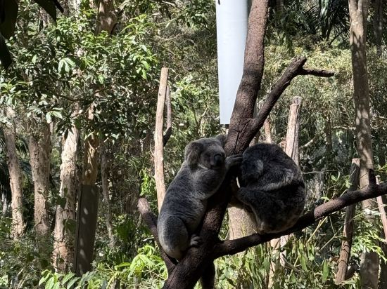 黃金海岸Q1温泉度假村優惠