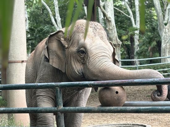 上海虹橋高鐵瑞衡美居酒店優惠