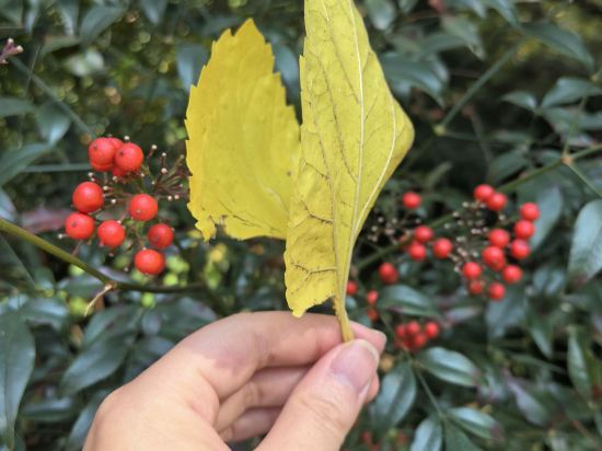 上海西郊賓館優惠