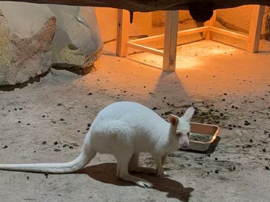 杭州開元森泊度假酒店優惠