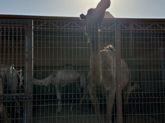 艾因羅塔納酒店優惠