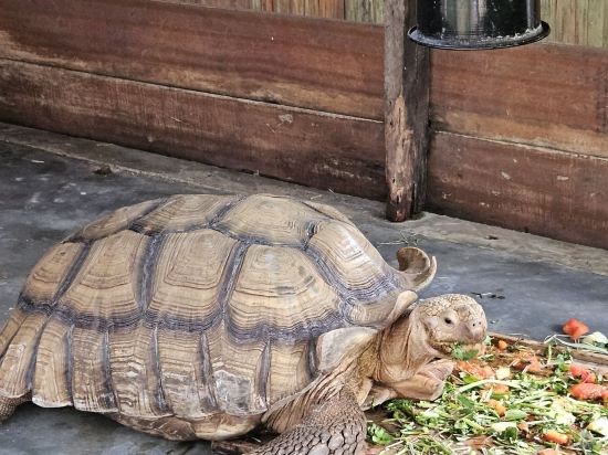 吉隆坡沙瑪迪別墅度假村優惠