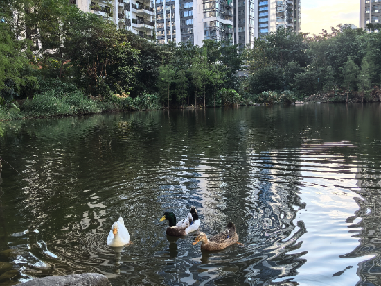 泰華梧桐公寓（寶安中心店）優惠