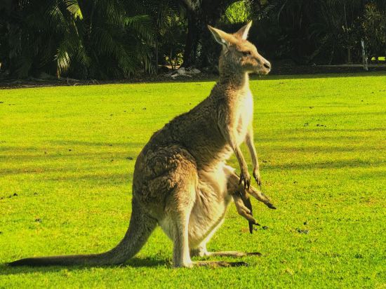 陽光海岸諾富特度假酒店優惠