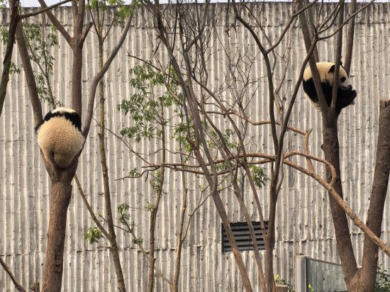 成都索菲斯錦苑賓館優惠