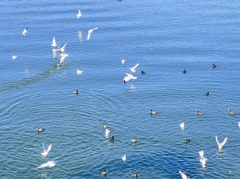 大理聽花島海景花園美宿優惠