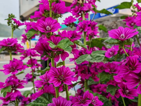 古都の花心 クーポン
