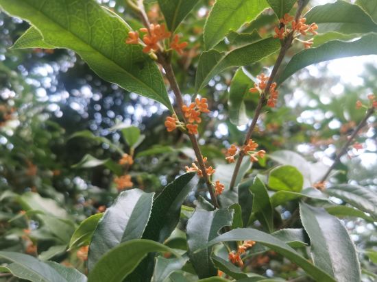 上海西郊賓館優惠