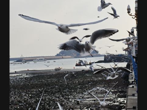 青島海天大酒店優惠