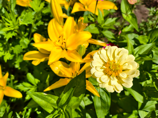 多倫吉嘉賓館優惠