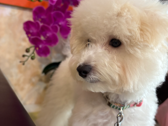 台東蘋果商務旅店優惠