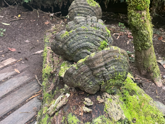 宜蘭大同明池山莊（明池森林遊樂區）優惠