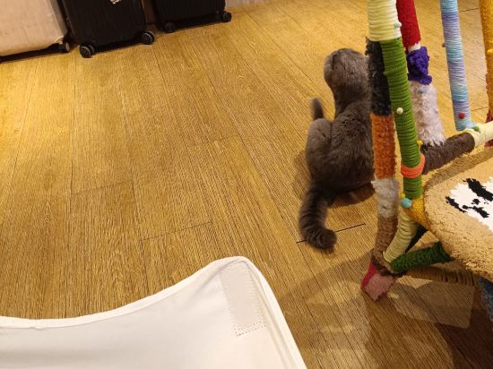 成都茉莉國際青年旅舍（春熙路太古裡店）優惠