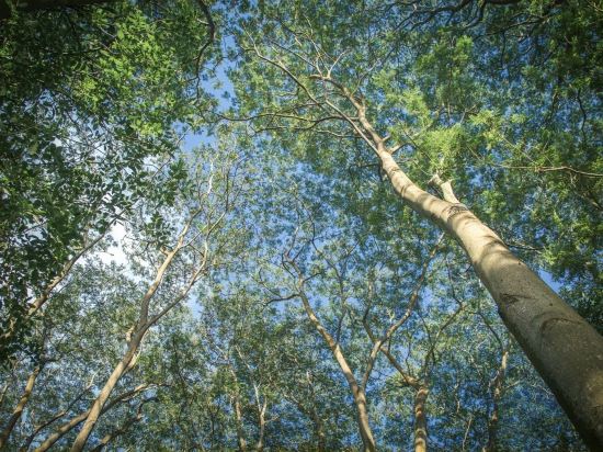深圳福田香格里拉大酒店優惠