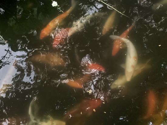 迪克森海中天港口優惠