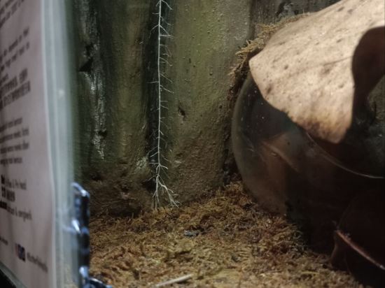 馬六甲松閑酒店優惠