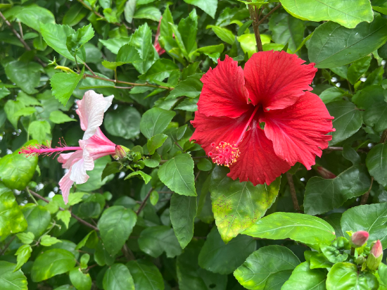 沖縄サンコーストホテル クーポン