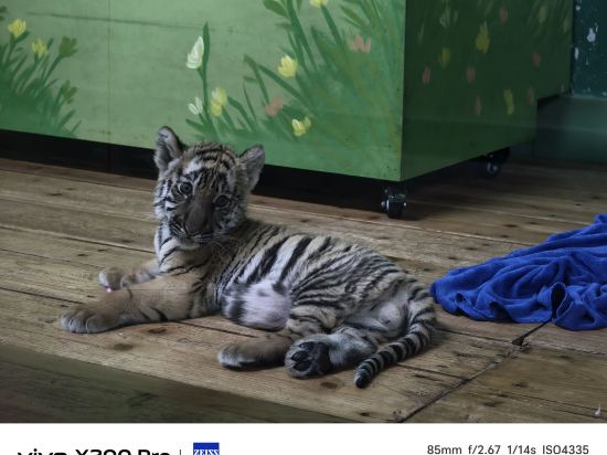 長隆香江酒店（廣州長隆野生動物世界店）優惠