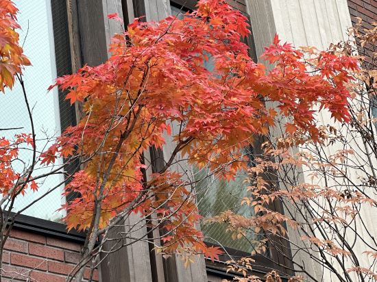 札幌京阪飯店優惠