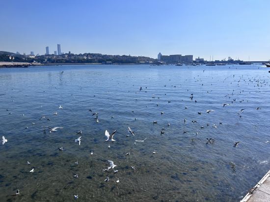 青島機場富華飯店 （香港中路五四廣場店）優惠