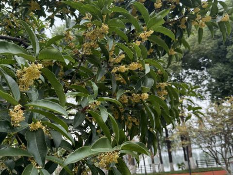 武漢翠柳村客舍優惠