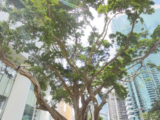 香港港麗酒店優惠