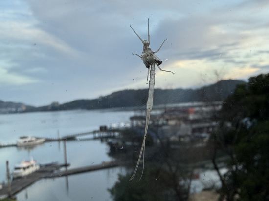 南投日月潭水漾民宿優惠