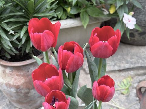 深圳6號花園酒店優惠